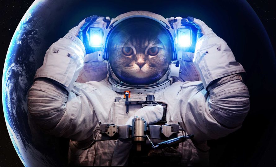 Cats in Space Mission Control